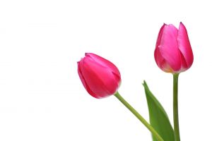 Pink Tulips Pink Tulips