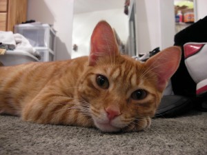 Cat up-close