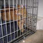 Cat in cage