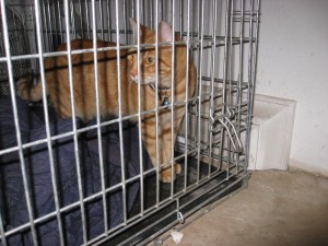 Cat in cage