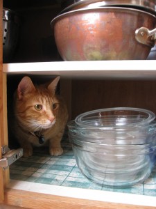 Cat in cupboard