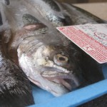 Trout and About