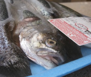 trout