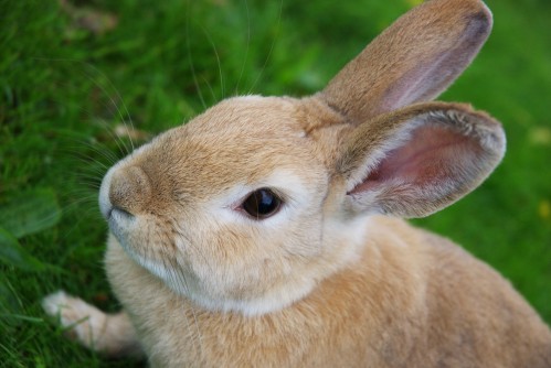 rabbit vegetarian eat meat