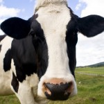 cute cow vegetarian