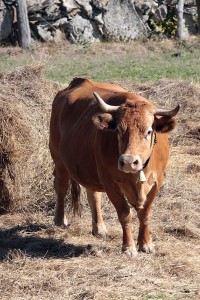 scary cow vegetarian