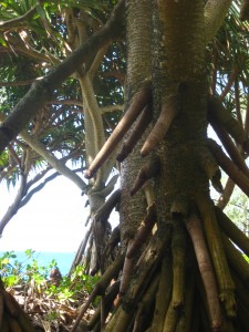 summer camping Kauai Anini