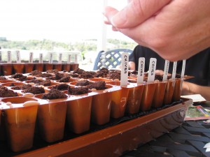 Burpee seeds