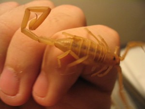 bark scorpion bark scorpion