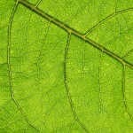 The Hydroponic-Hydrocolonic Incident