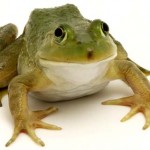 Granny the Frog
