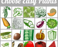how to plant a spring garden: choose easy plants
