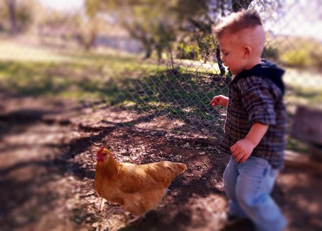 here chicken