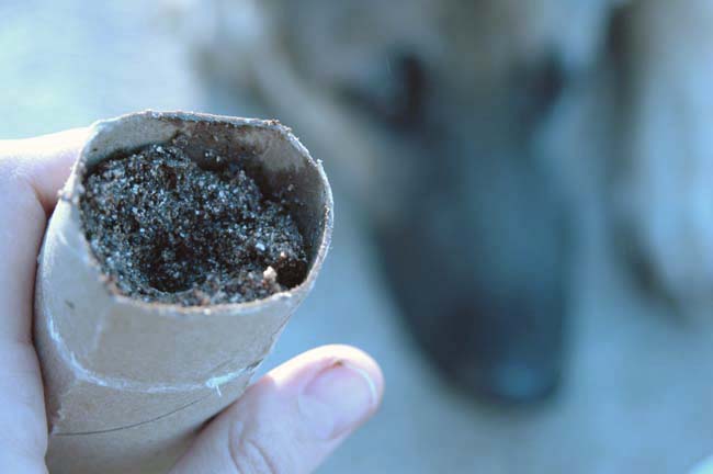 toilet paper roll seed starters