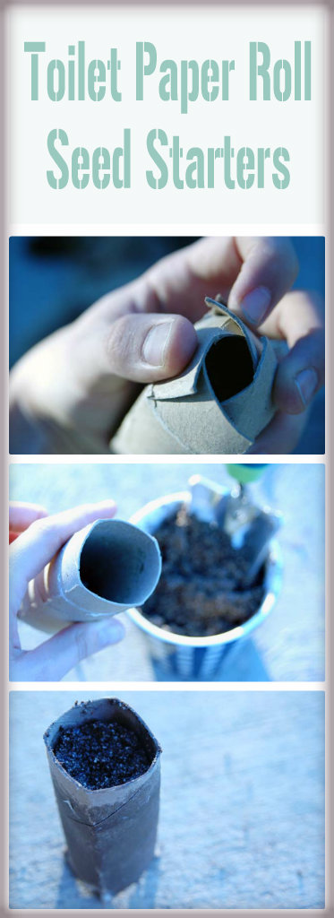 toilet paper roll seed starters on Someday I'll Learn