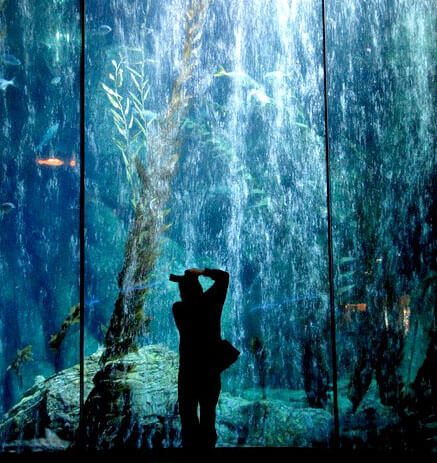 how to take photos at the aquarium from MN Girl in LA