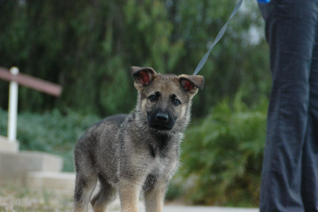 Our New Dog: Meet Kraken, the German Shepherd