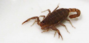 Study Your Enemy and Know it Well