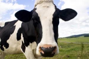 Why I Was a Vegetarian