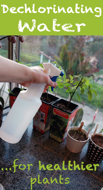 Dechlorinating Water for Healthier Plants