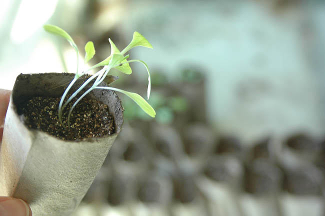 Hardening Seedlings