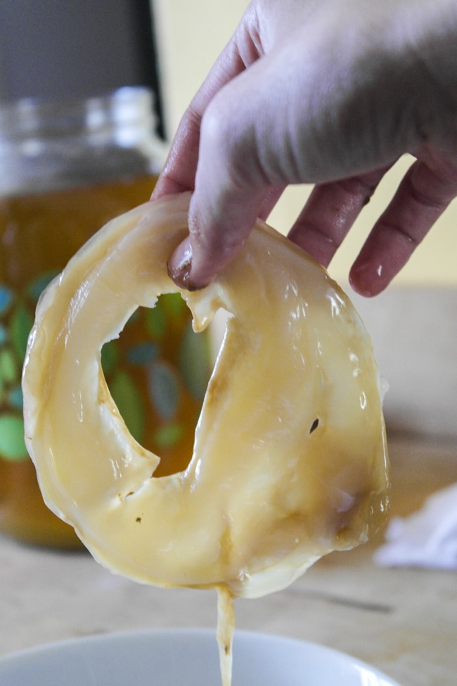 what a kombucha scoby looks like