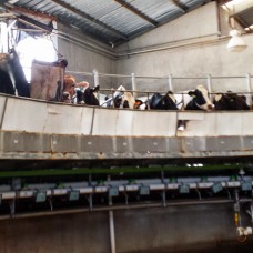 visiting a dairy farm