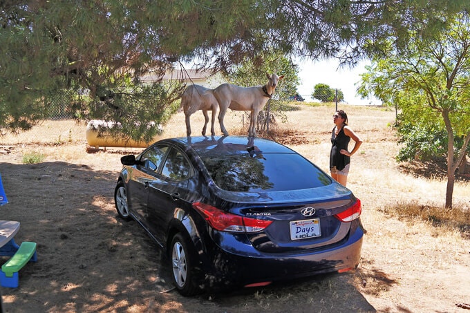 Chelsea with goats on car