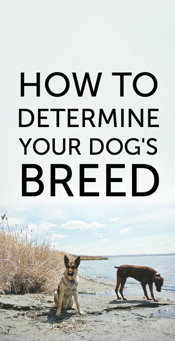 how to determine breed how to determine your breed someday i ll learn how to determine breed how to determine your breed someday i ll learn
