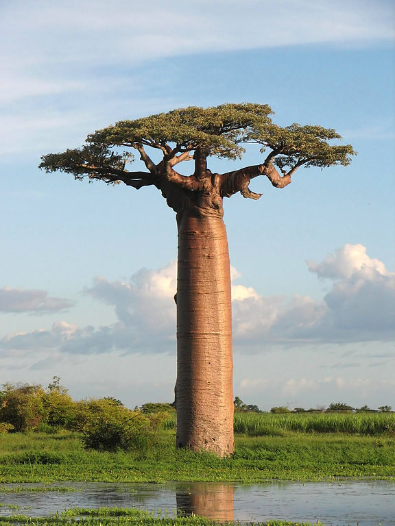 Bernard Gagnon baobob tree